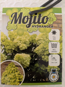 Mojito Hydrangea paniculata