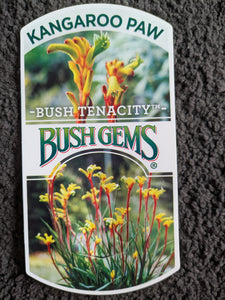 Bush Tenacity Kangaroo paw Bush Gems.