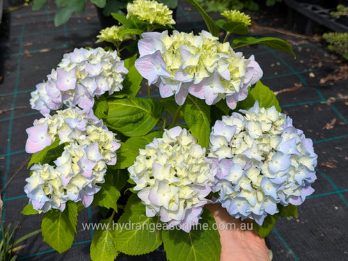 Mousseline Hydrangea in Super Tube.