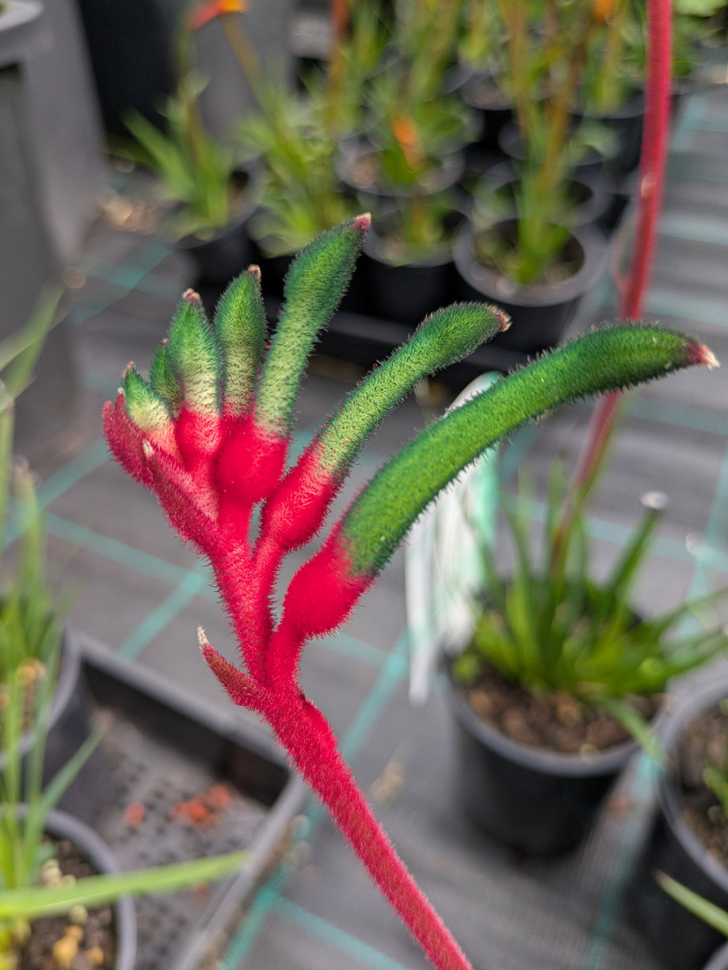 Bush Dance Kangaroo paw Bush Gems.