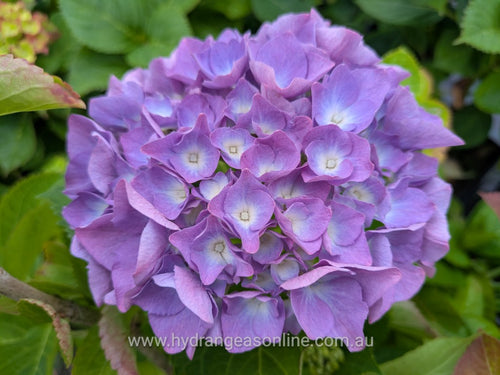 Renata Steiniger Hydrangea macrophylla