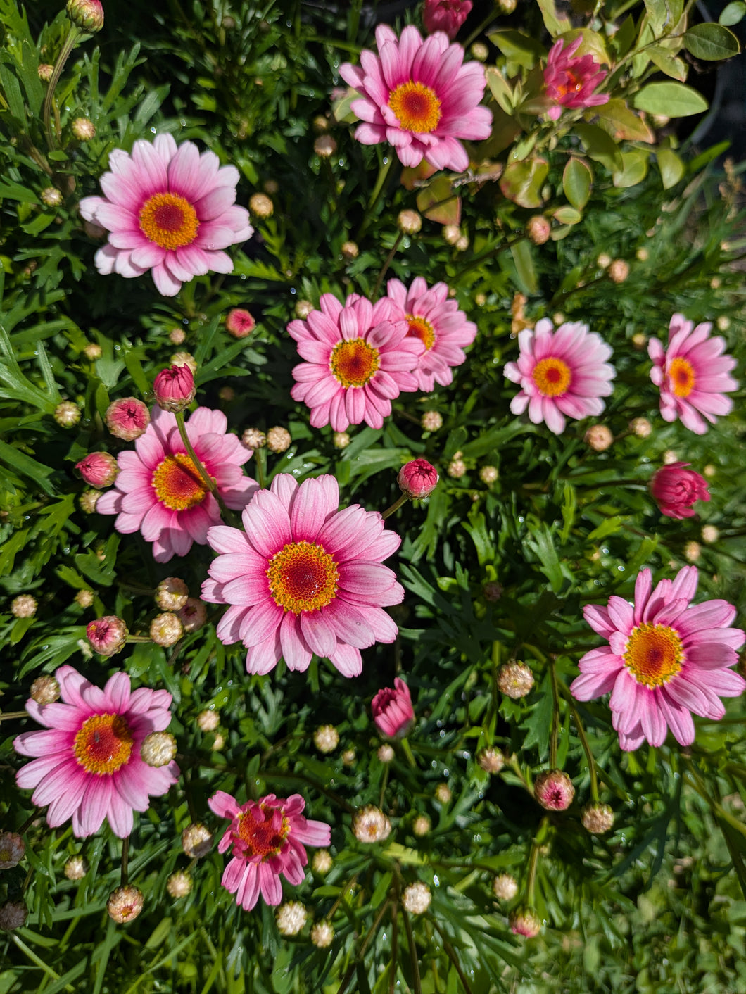Lollies Marshmallow Argyranthemum Daisy