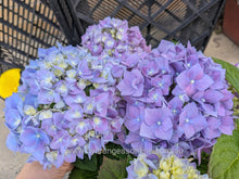 Enziandom Hydrangea macrophylla