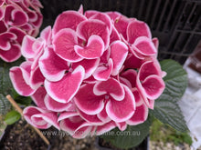 Saturn Hydrangea macrophylla
