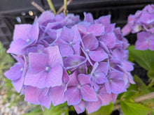 Ursula Hydrangea macrophylla in Super tube.