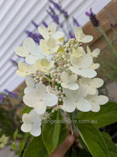 Pink Diamond Hydrangea paniculata (Pink/White)