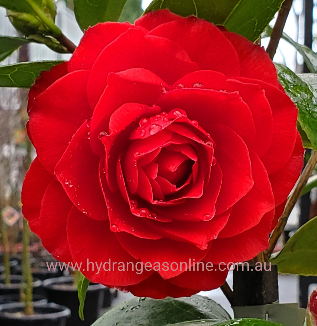 Camellia japonica 'Black Tie'