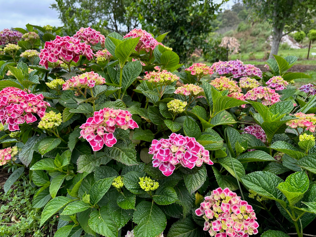 Saturn Hydrangea macrophylla DORMANT – Hydrangeas Online