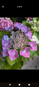 Nachtigal Lacecap Hydrangea DORMANT