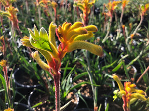 Bush Tenacity Kangaroo paw Bush Gems.