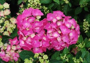 Pia Mina Dwarf Hydrangea macrophylla