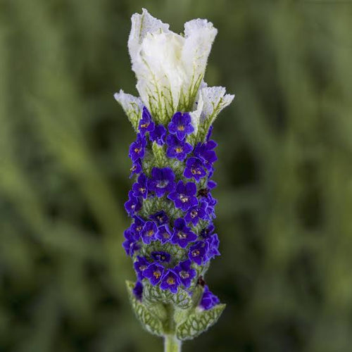 Lavandula Castillano White bicolored Dwarf Lavender