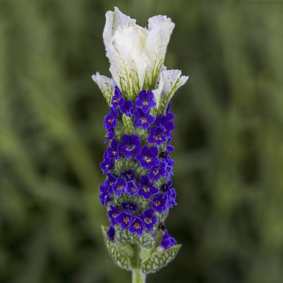 Lavandula Castillano White bicolored Dwarf Lavender