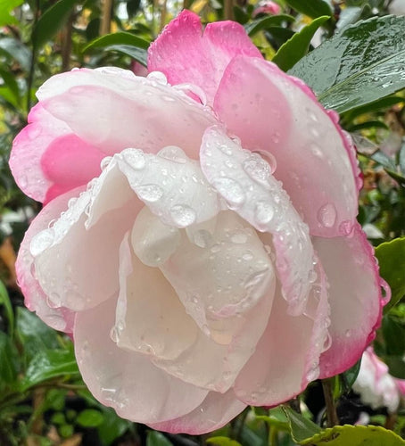 Camellia sasanqua 'Pure Silk'