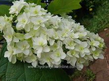 Snowflake Hydrangea quercifolia. Special listing for local customers. Pick up only.