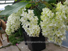 Snowflake Hydrangea quercifolia. Special listing for local customers. Pick up only.