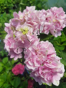 Setsuka-Yae Hydrangea macrophylla. Special listing for local customers. Pick up only. DORMANT