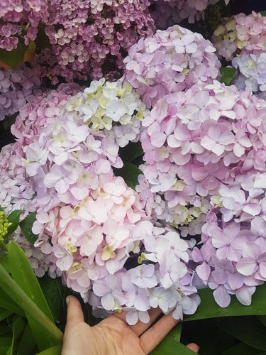 Joseph Banks Hydrangea. Special listing for local customers. Pick up only.