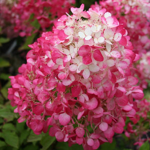 Diamond Rouge Hydrangea paniculata. Pick up only. Special listing for local customers