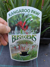 Bush Dance Kangaroo paw Bush Gems.