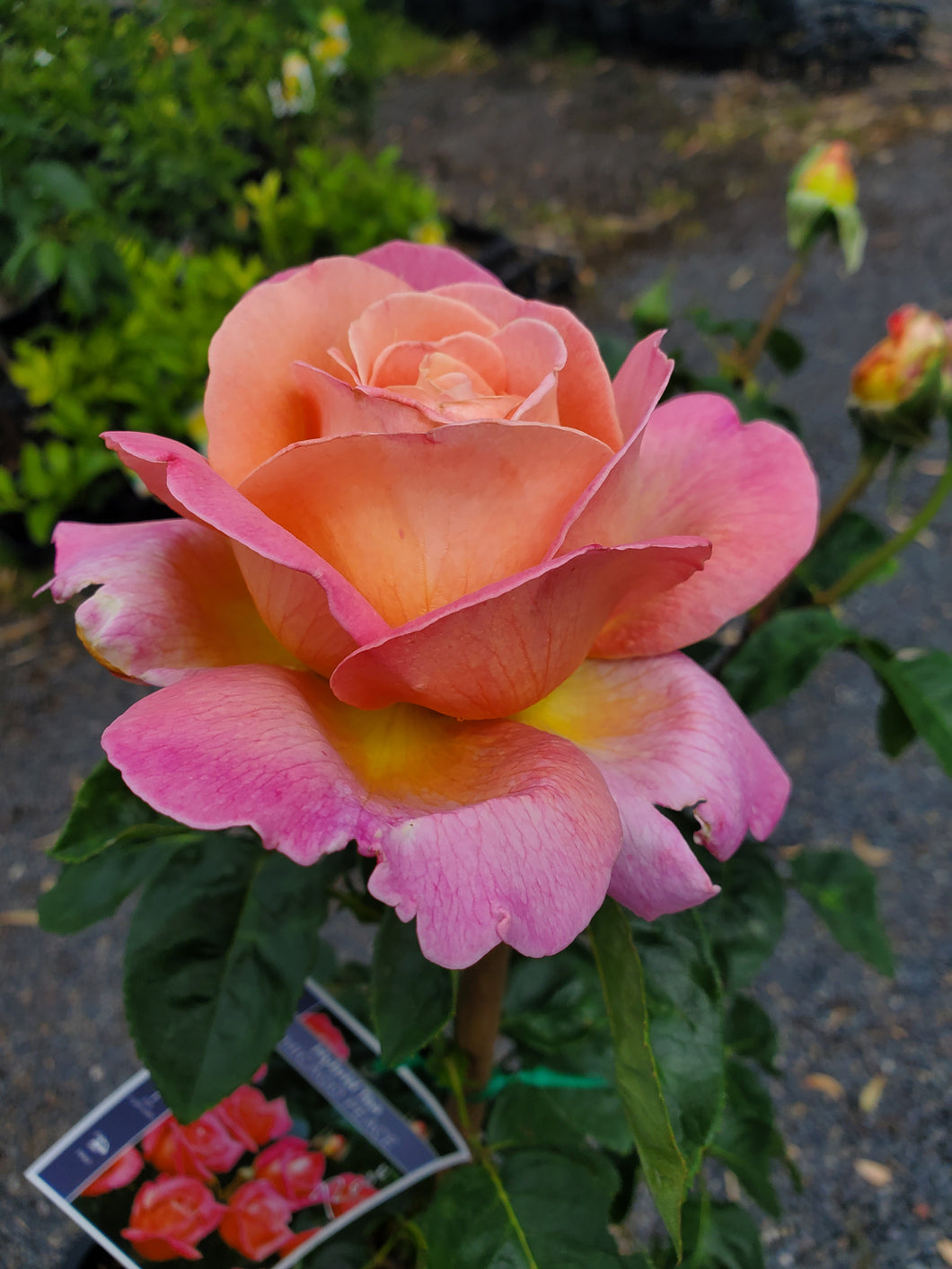 Chicago Peace Hybrid Tea Rose. Special listing for local customers. Pick up only.