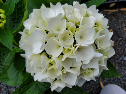 Agnes Pevalli Hydrangea macrophylla (White)
