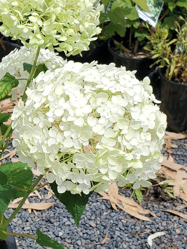Annabelle Hydrangea arborescens (White) Pick up only. Special listing for local customers