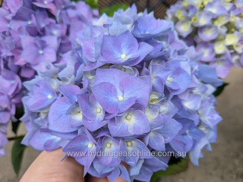 Enziandom Hydrangea macrophylla