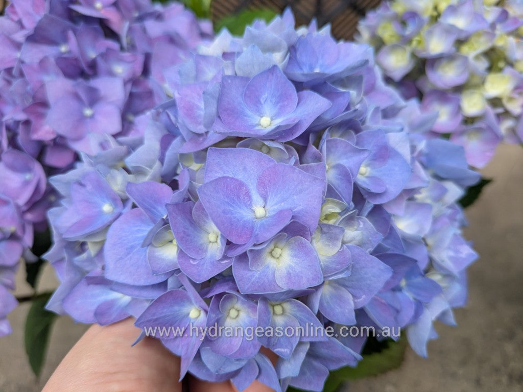 Enziandom Hydrangea macrophylla
