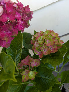 Glam Rock Hydrangea macrophylla. Special listing for local customers. Pick up only. DORMANT