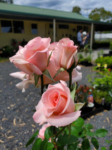 Flamingo Hybrid Tea Rose. Special listing for local customers. Pick up only.