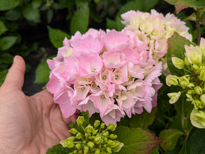 Marie Claire Hydrangea macrophylla