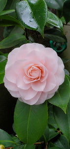 Camellia japonica 'Ave Maria'