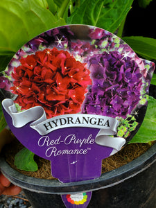 Red/Purple Romance. Hydrangea. Special listing for local customers. Pick up only.