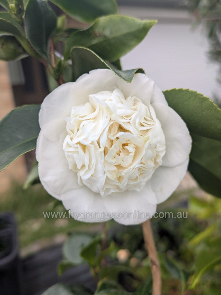 Camellia japonica 'White Waratah '