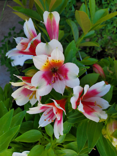 Alstroemeria Lucky. Pick up only. Special listing for local customers only.