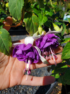Fuchsia Pinto De Blue