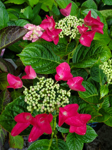 Raspberry Surprise Hydrangea. Special listing for local customers. Pick up only
