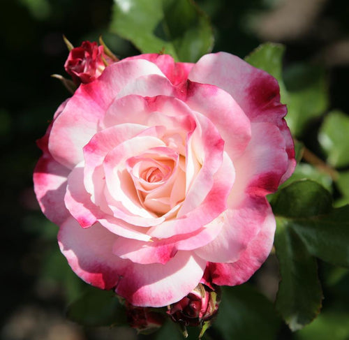 Triple Treat Hybrid Tea Rose. Special listing for local customers. Pick up only. (Copy)