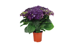 Deep Purple Hydrangea macrophylla (Deep Purple)