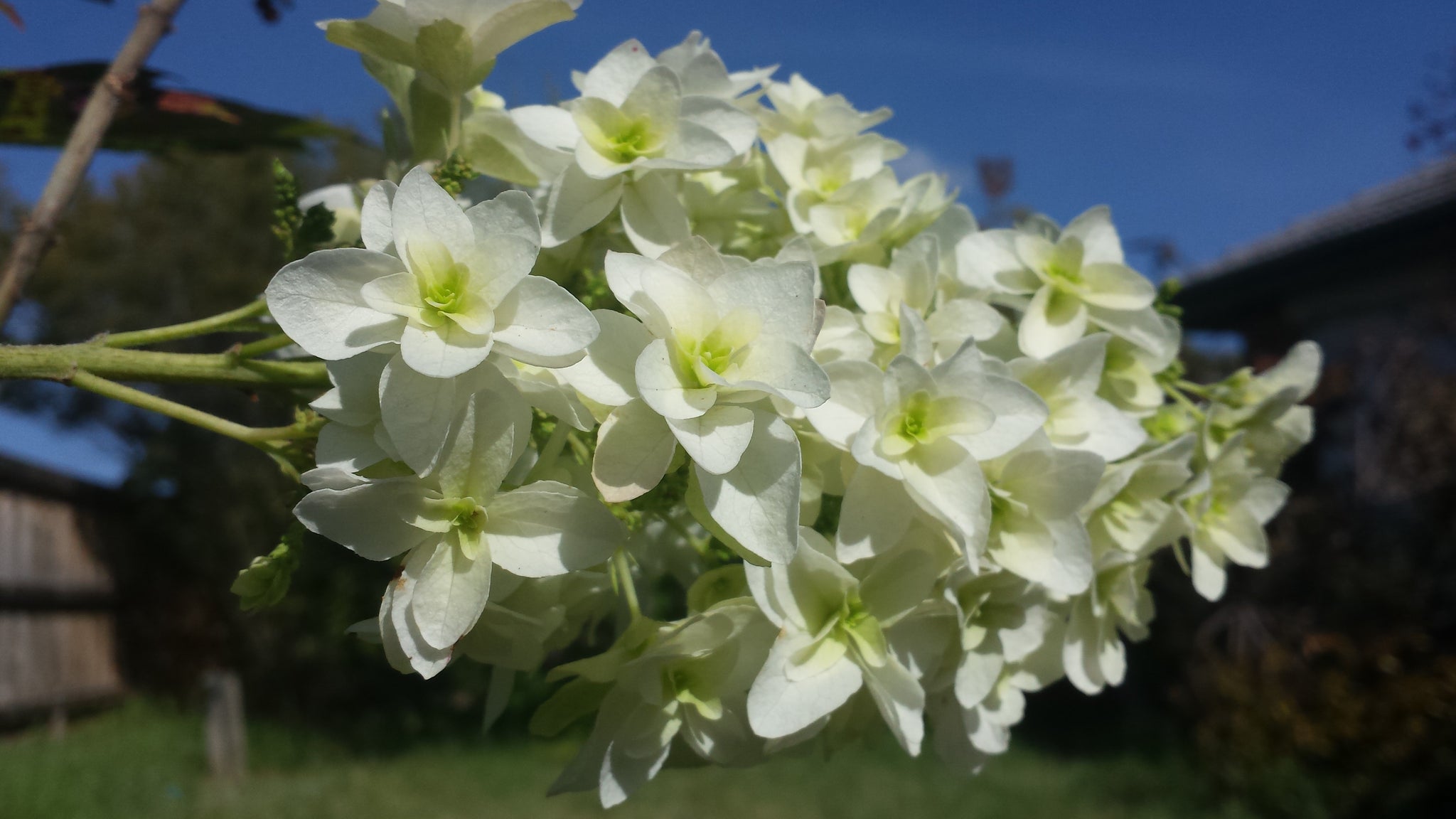 Snowflake Hydrangea quercifolia – Hydrangeas Online