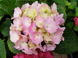 Amethyst Hydrangea macrophylla (Pale Pink/Lime Green) in Super Tube.