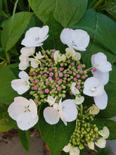 Libelle Lacecap Hydrangea. Special listing for local customers. Pick up only