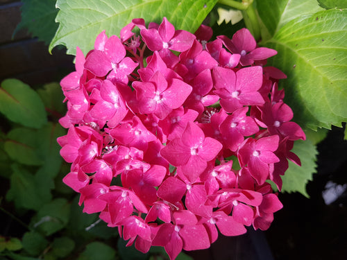 Freudenstein Hydrangea macrophylla (Deep Pink) Super Tube DORMANT