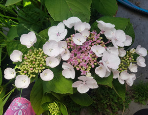 Libelle Lacecap Hydrangea (White)