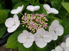 Libelle Lacecap Hydrangea. Special listing for local customers. Pick up only