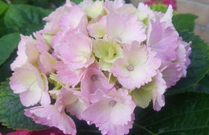 Amethyst Hydrangea macrophylla (Pale Pink/Lime Green) in Super Tube.