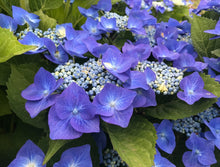 Nachtigal Lacecap Hydrangea DORMANT