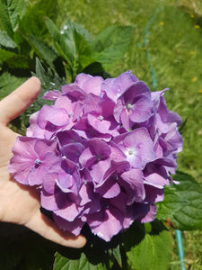 Altona Hydrangea macrophylla (Pink) in Super Tube.