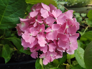 President R Touchard Hydrangea macrophylla (Pink/Purple) ADVANCED SIZE